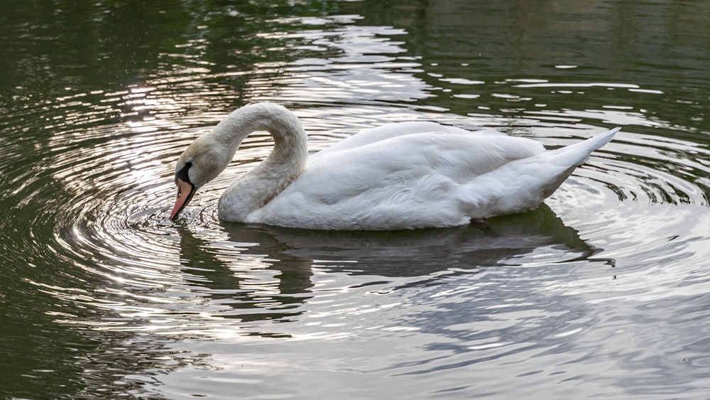 a swan is swimming in a pond with ripples