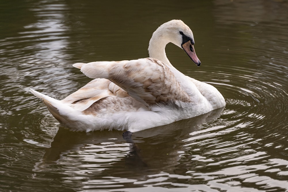 a swan is swimming in the water with its head above the water's surface