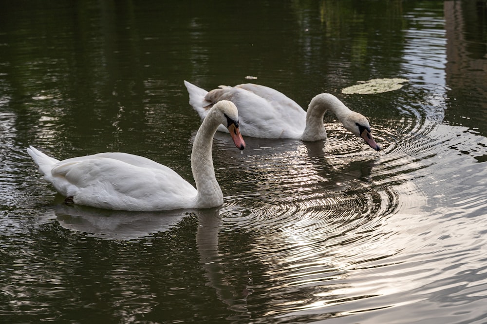 two white swans swimming in a pond with lily pads