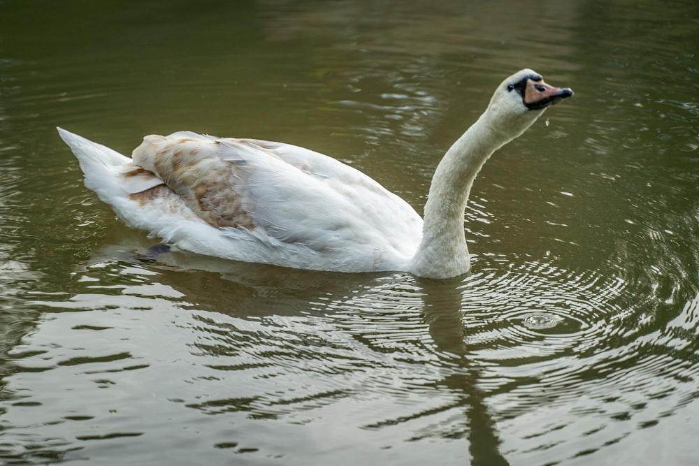 a white swan is swimming in the water