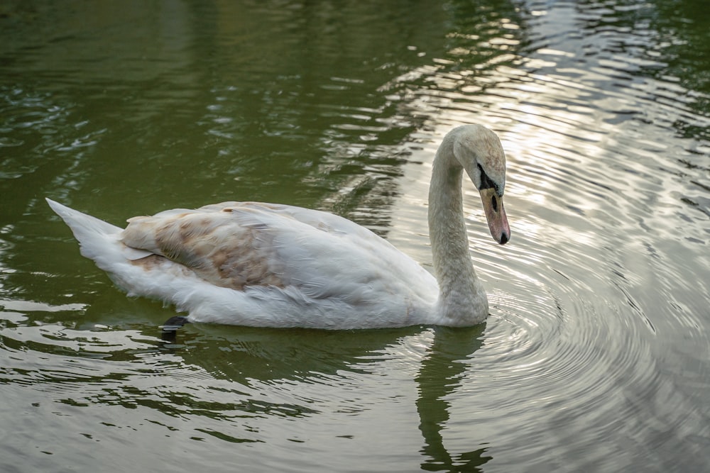 a swan is swimming in a pond with ripples
