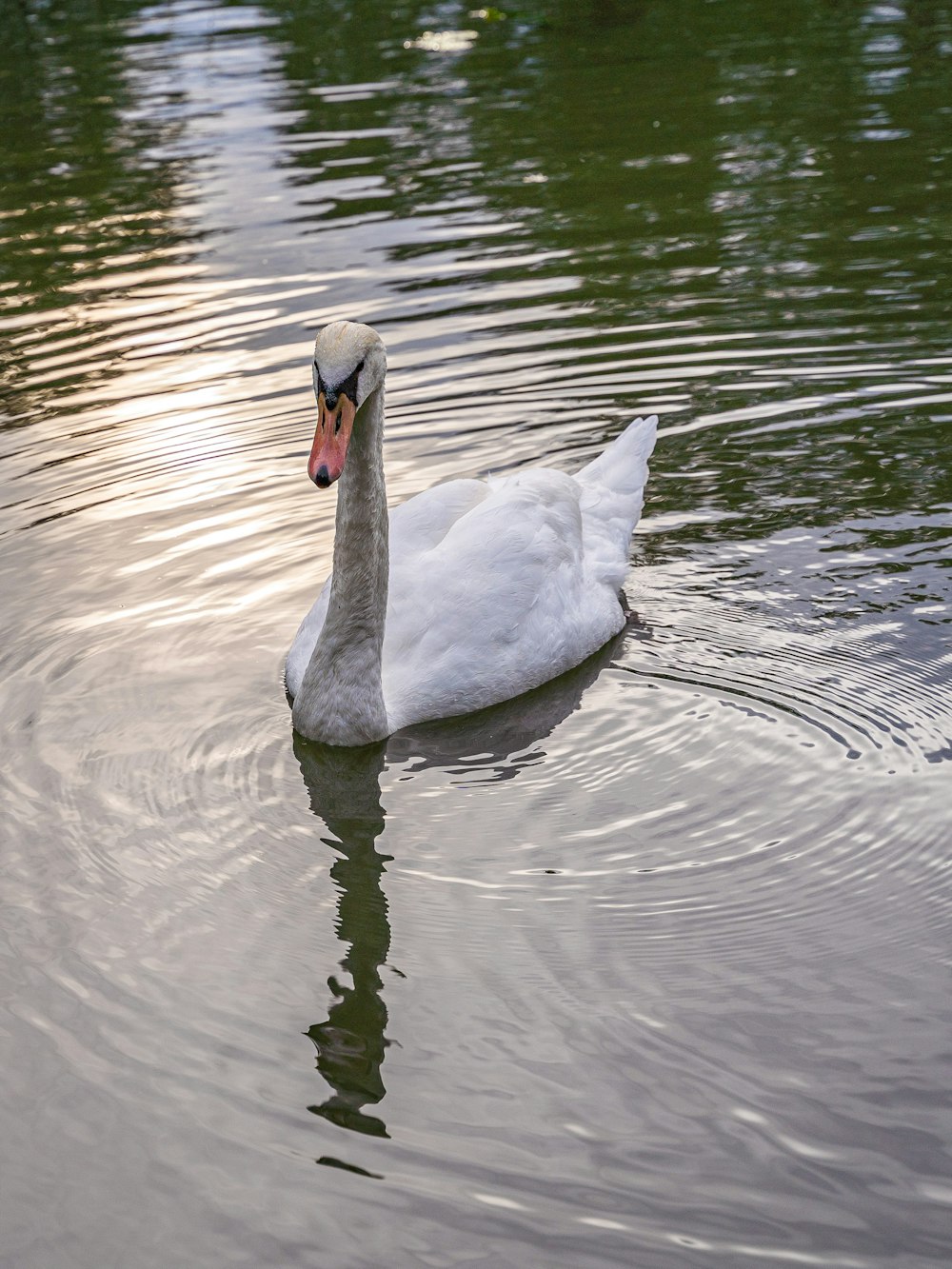 a white swan floating on top of a body of water