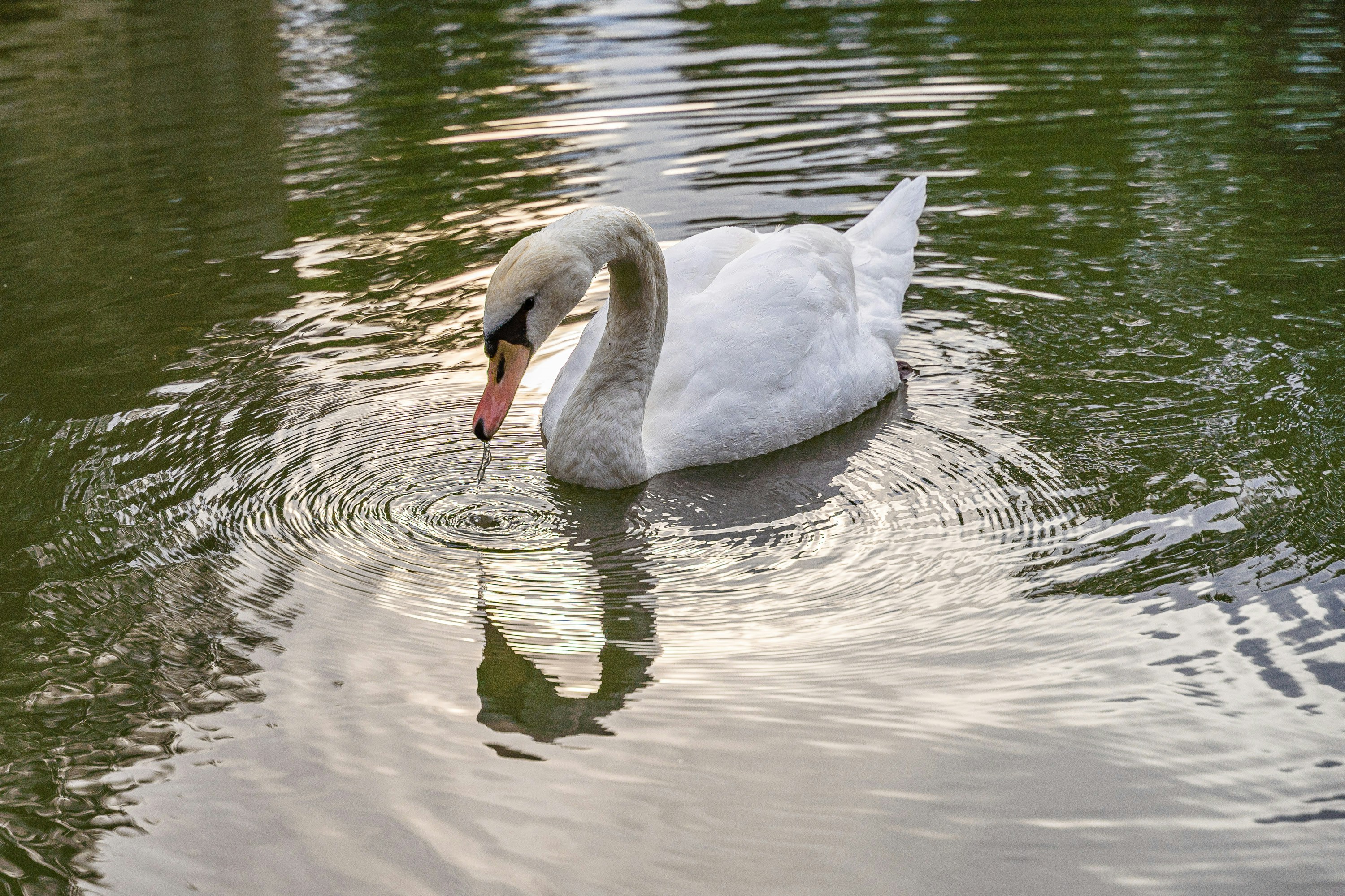 Photo by marwin_1972