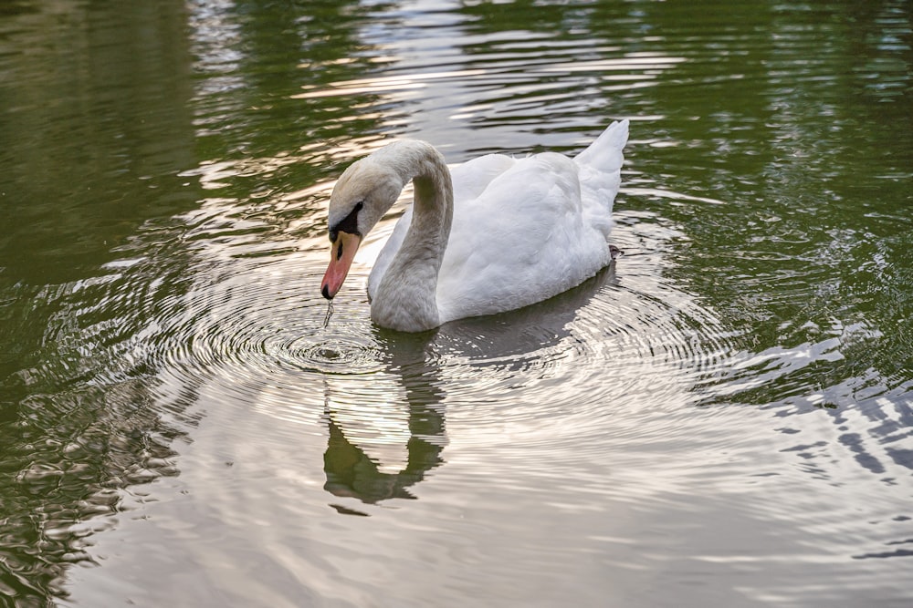 a white swan is swimming in a pond