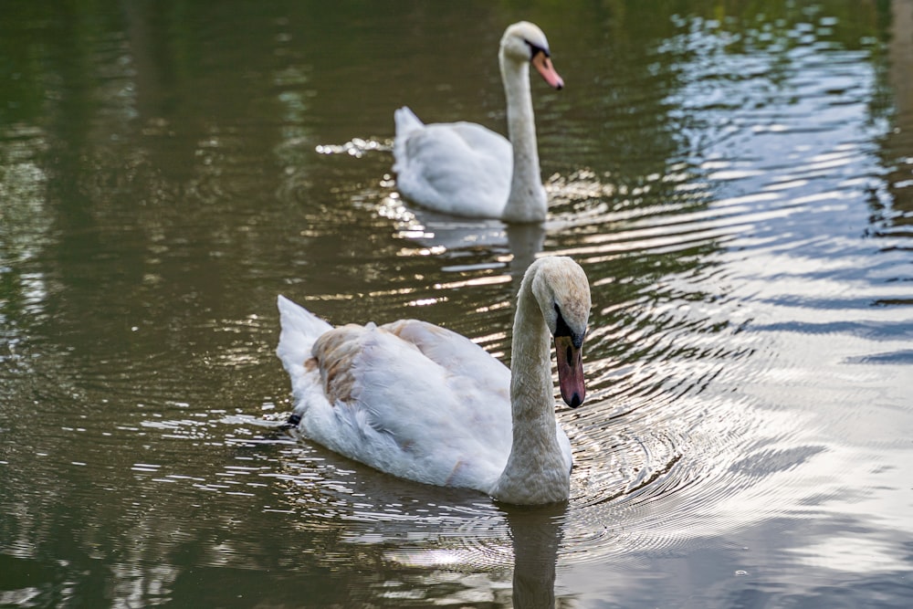 a couple of swans swimming on top of a lake