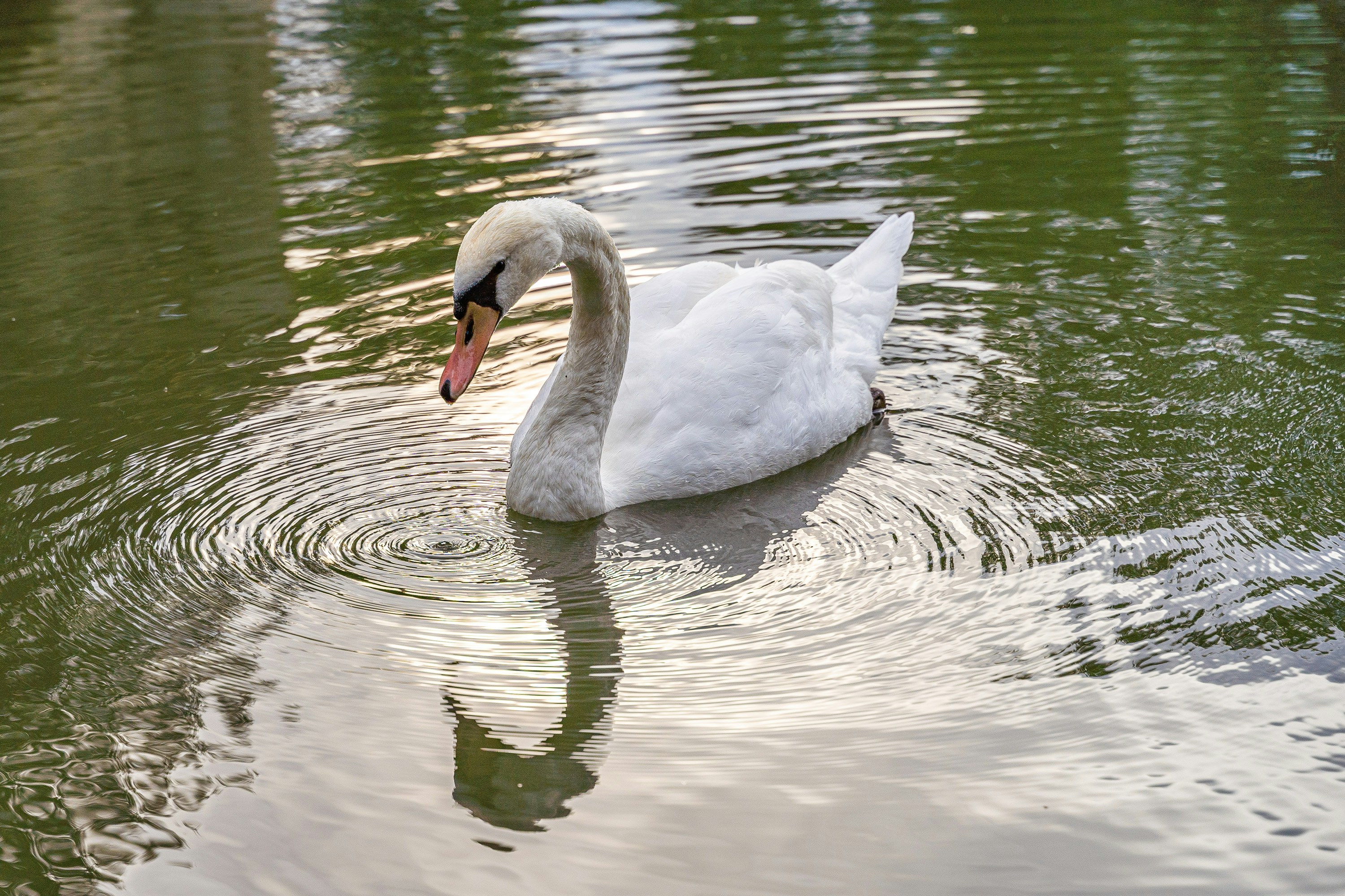 Photo by marwin_1972