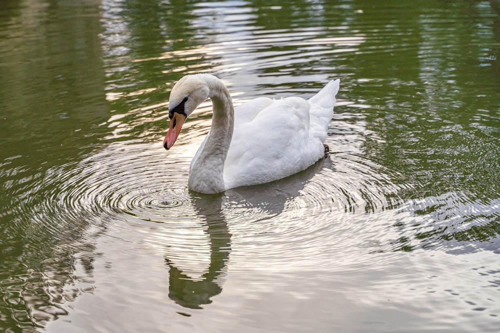 a white swan is swimming in the water