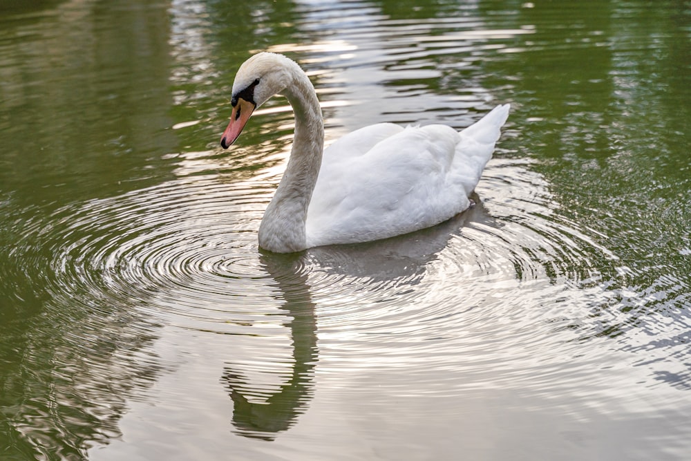 a white swan is swimming in a pond