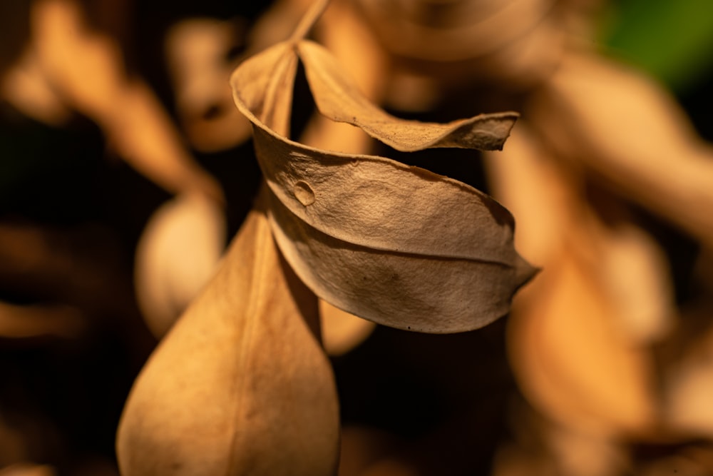 a close up of a leaf on a plant