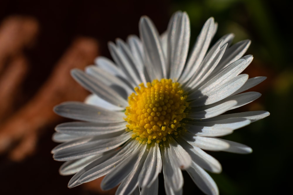 a close up of a white flower with a yellow center