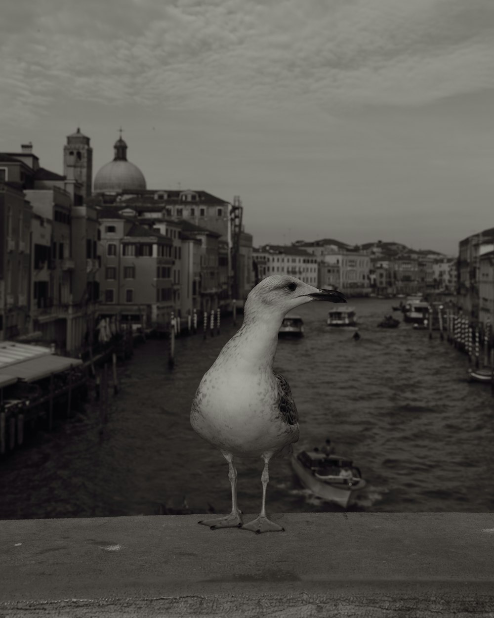 a seagull standing on a ledge overlooking a waterway