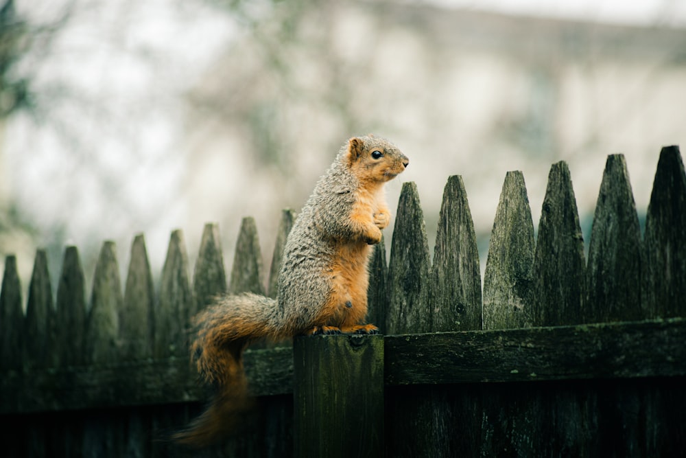 a squirrel sitting on top of a wooden fence