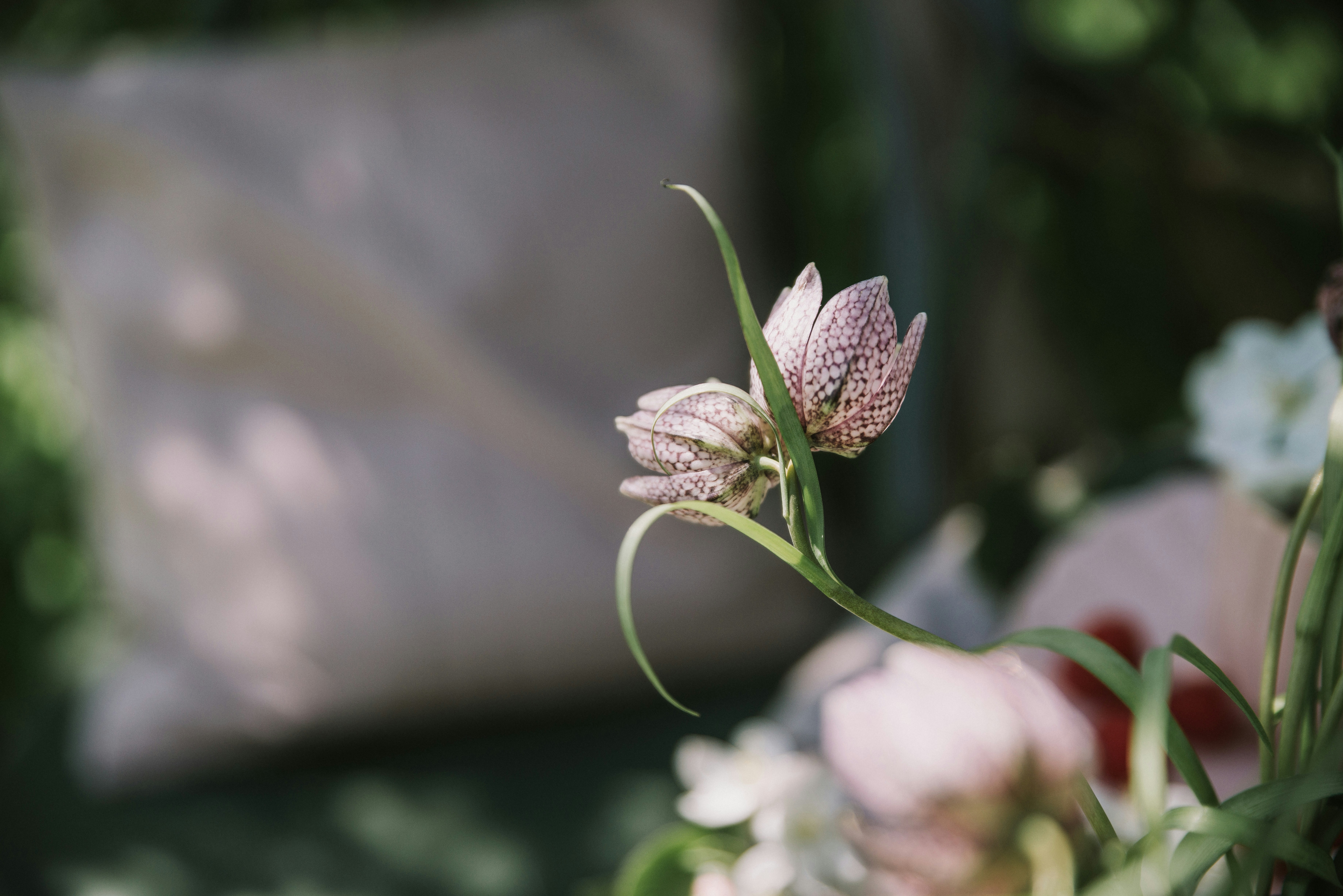 Photo by anitaaustvika