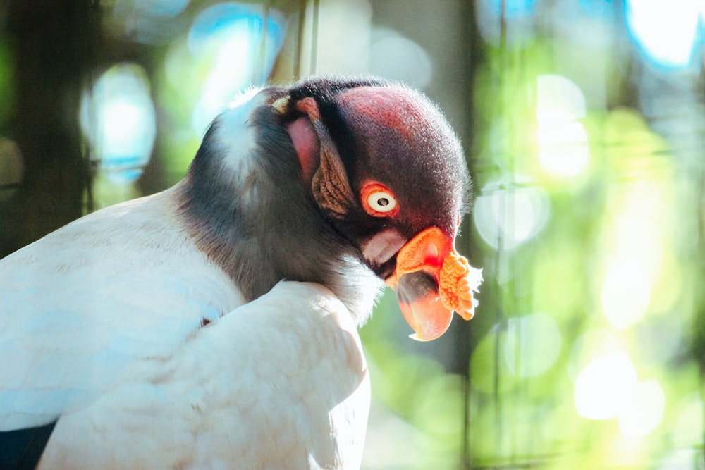 a close up of a bird with a blurry background