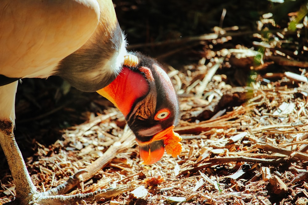 a close up of a bird on the ground