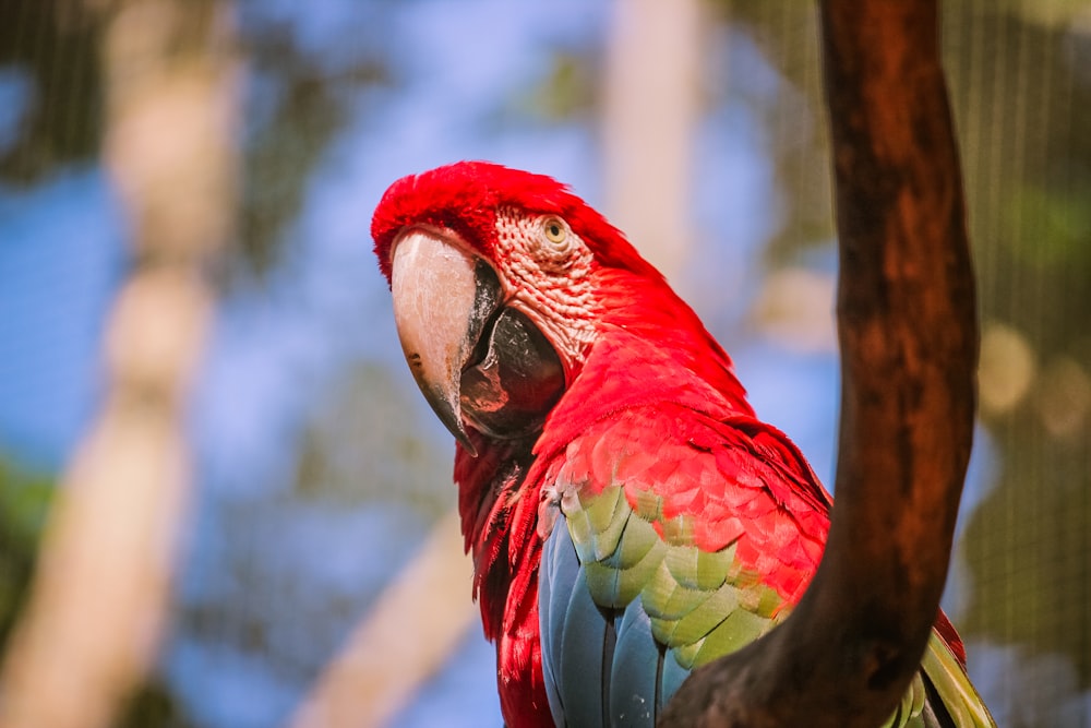 a red and green parrot perched on a tree branch