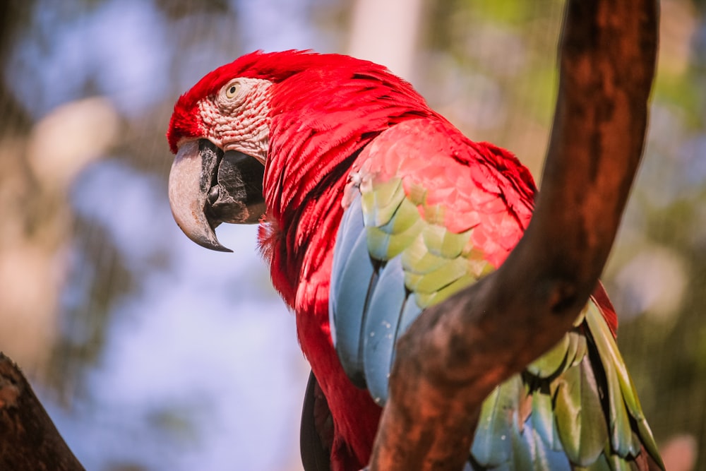 a large red parrot perched on top of a tree branch