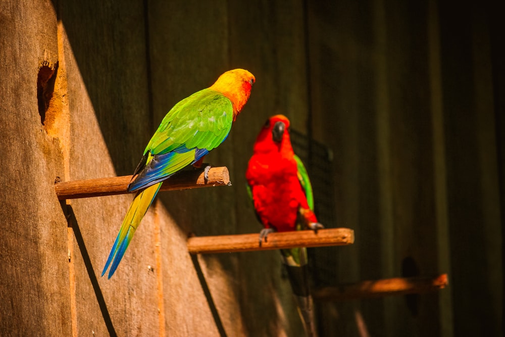 a couple of colorful birds sitting on top of a wooden perch