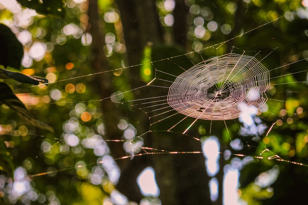 a spider web in the middle of a forest