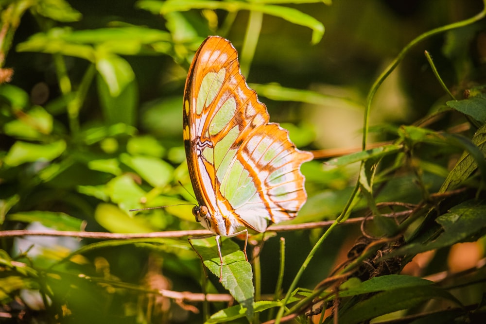 Una mariposa sentada encima de una hoja verde