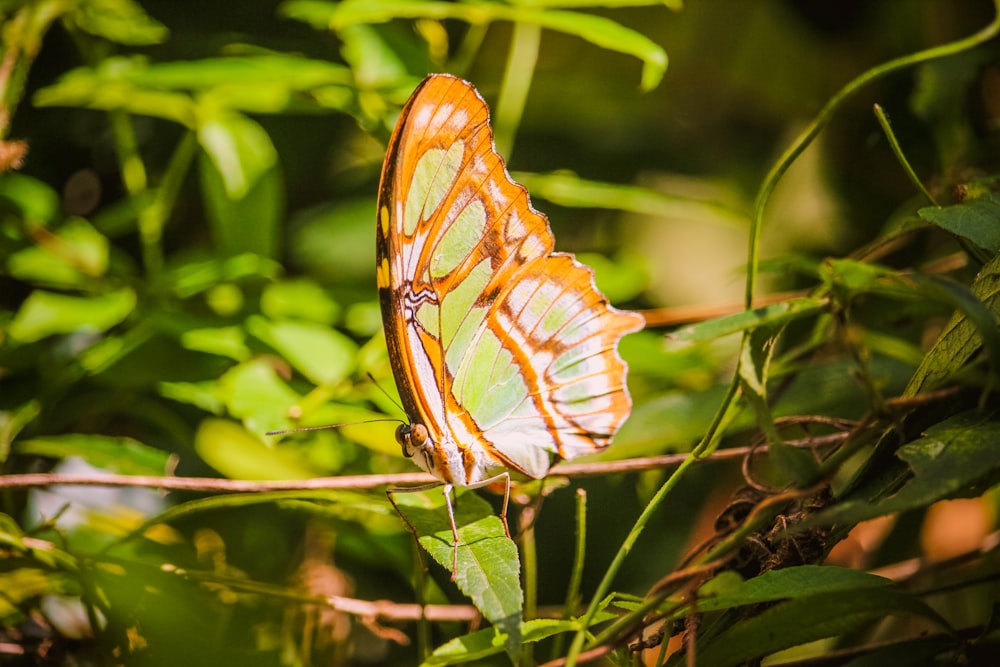 a butterfly sitting on top of a green leaf