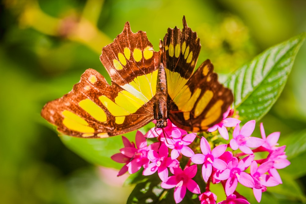 two butterflies sitting on top of a pink flower