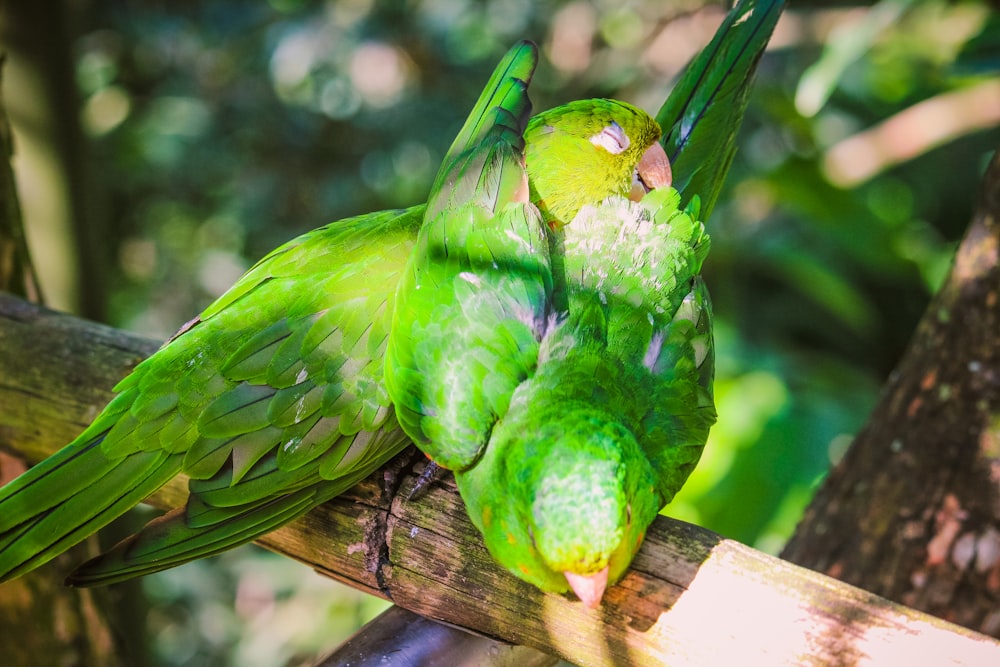 a couple of green birds sitting on top of a tree branch