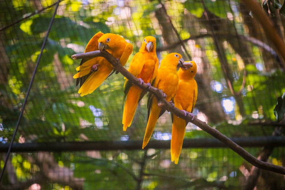 three yellow birds perched on a tree branch