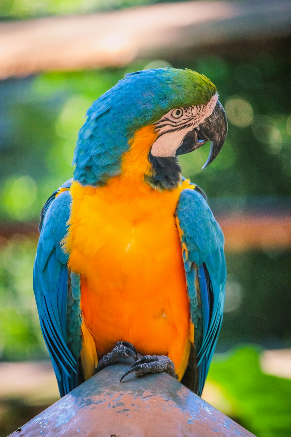a blue and yellow parrot sitting on top of a metal pole