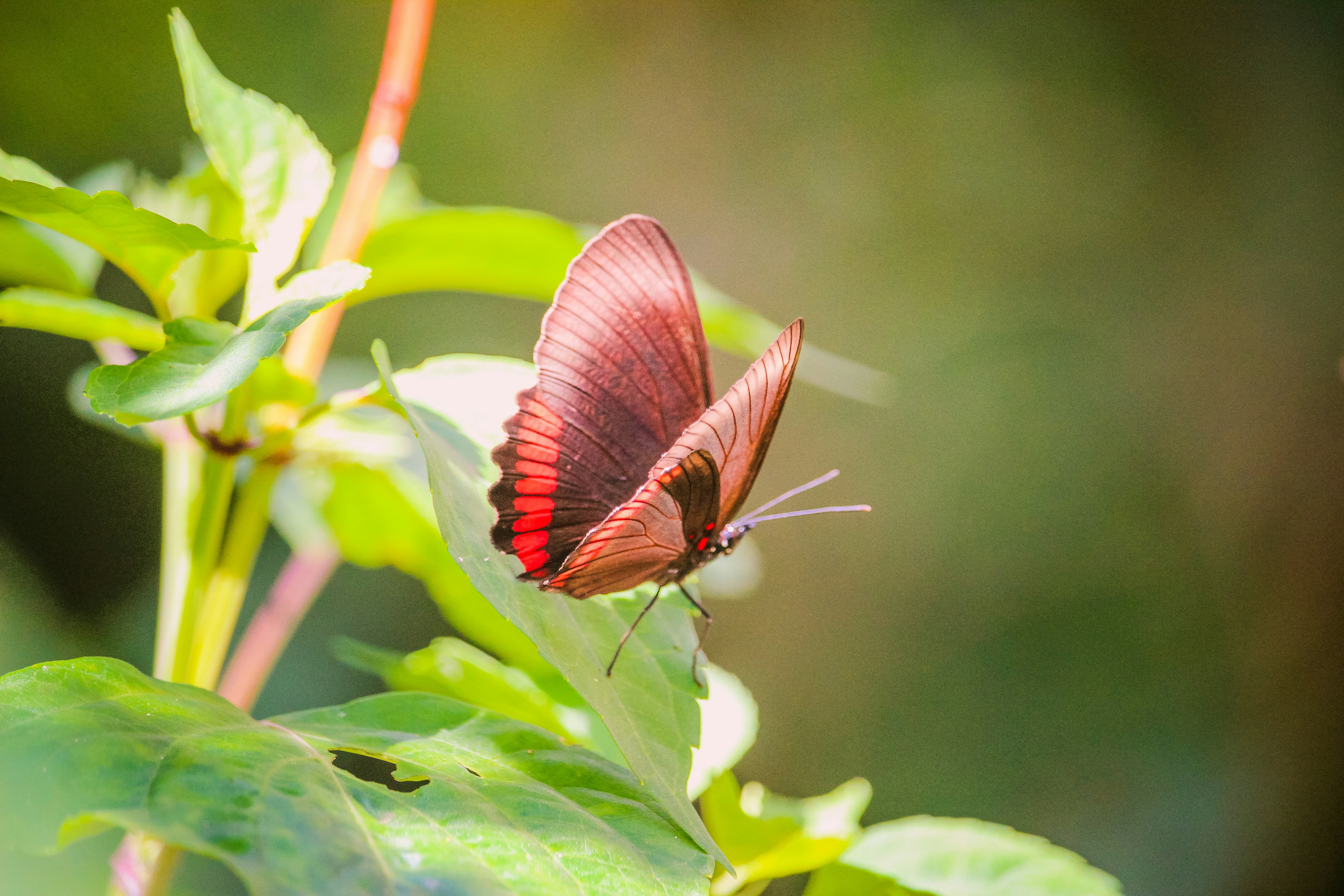 a red butterfly sitting on top of a green leaf
