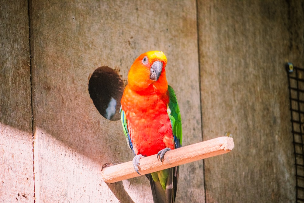 a colorful bird perched on top of a wooden stick