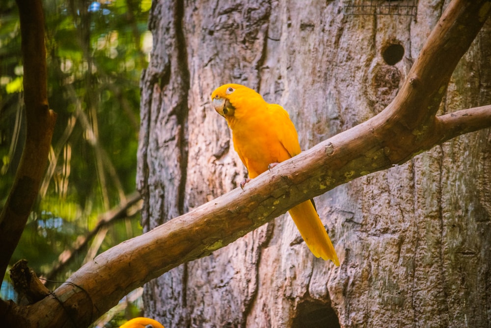 a couple of yellow birds sitting on top of a tree branch