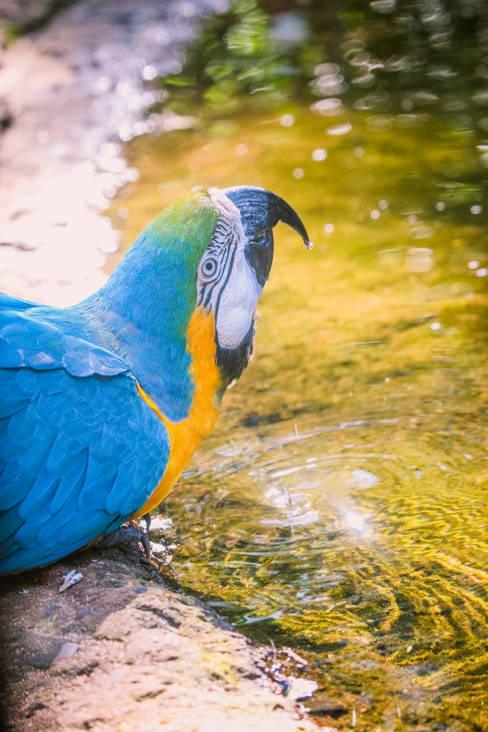 a blue and yellow parrot sitting on a rock next to a body of water