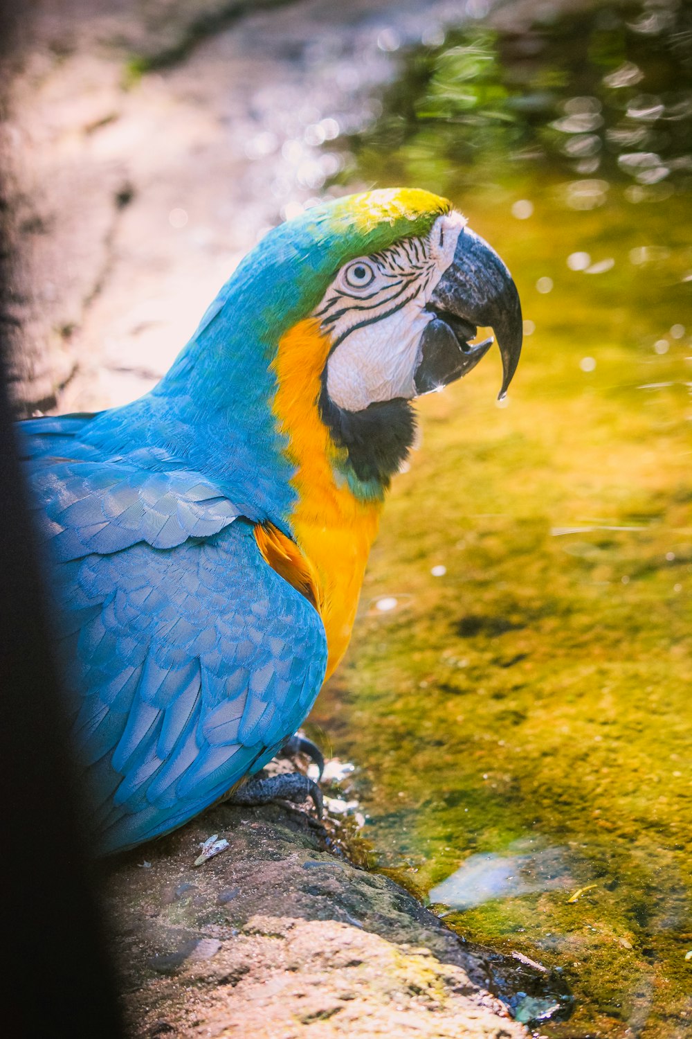 a blue and yellow parrot is sitting on a rock