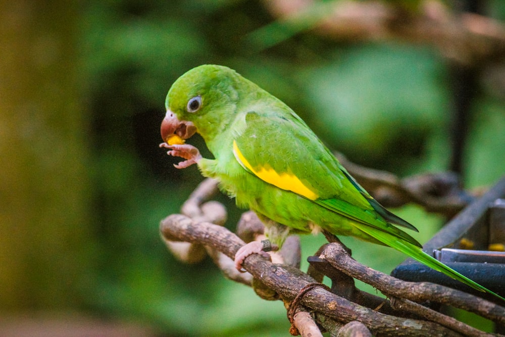 a green and yellow bird sitting on top of a tree branch