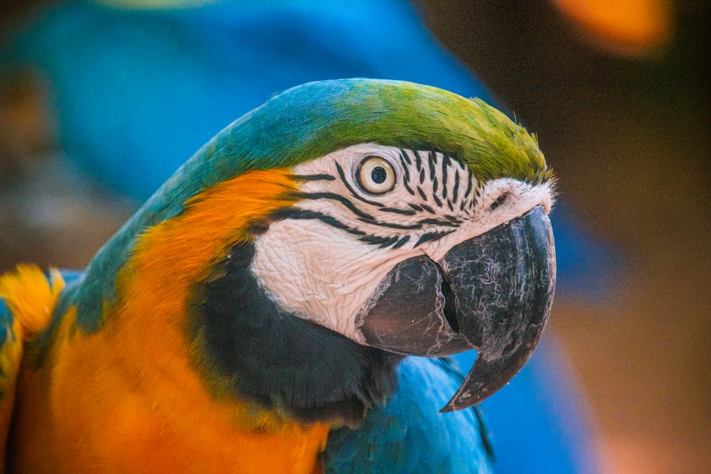 a close up of a colorful parrot with a blurry background