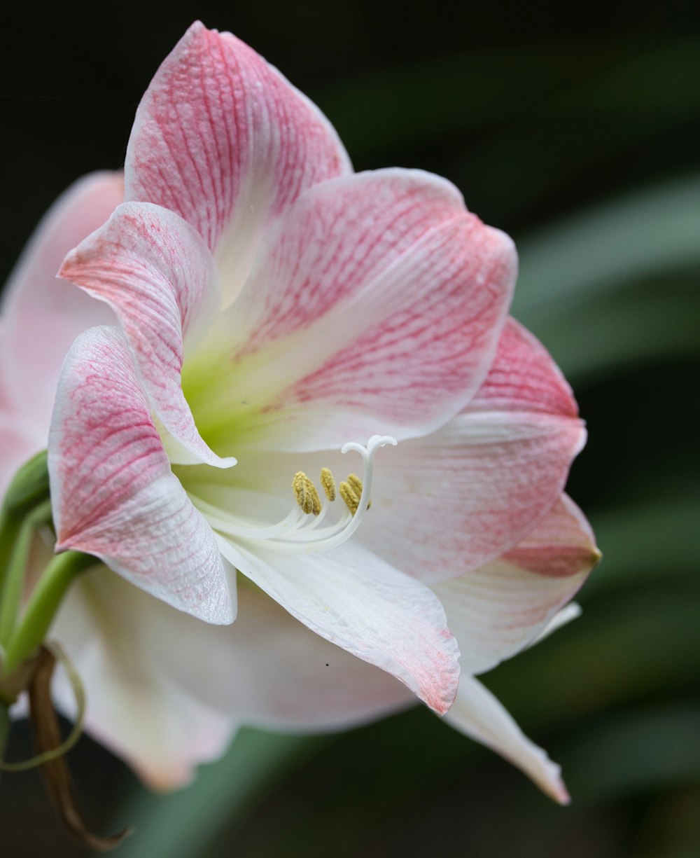 a close up of a pink and white flower