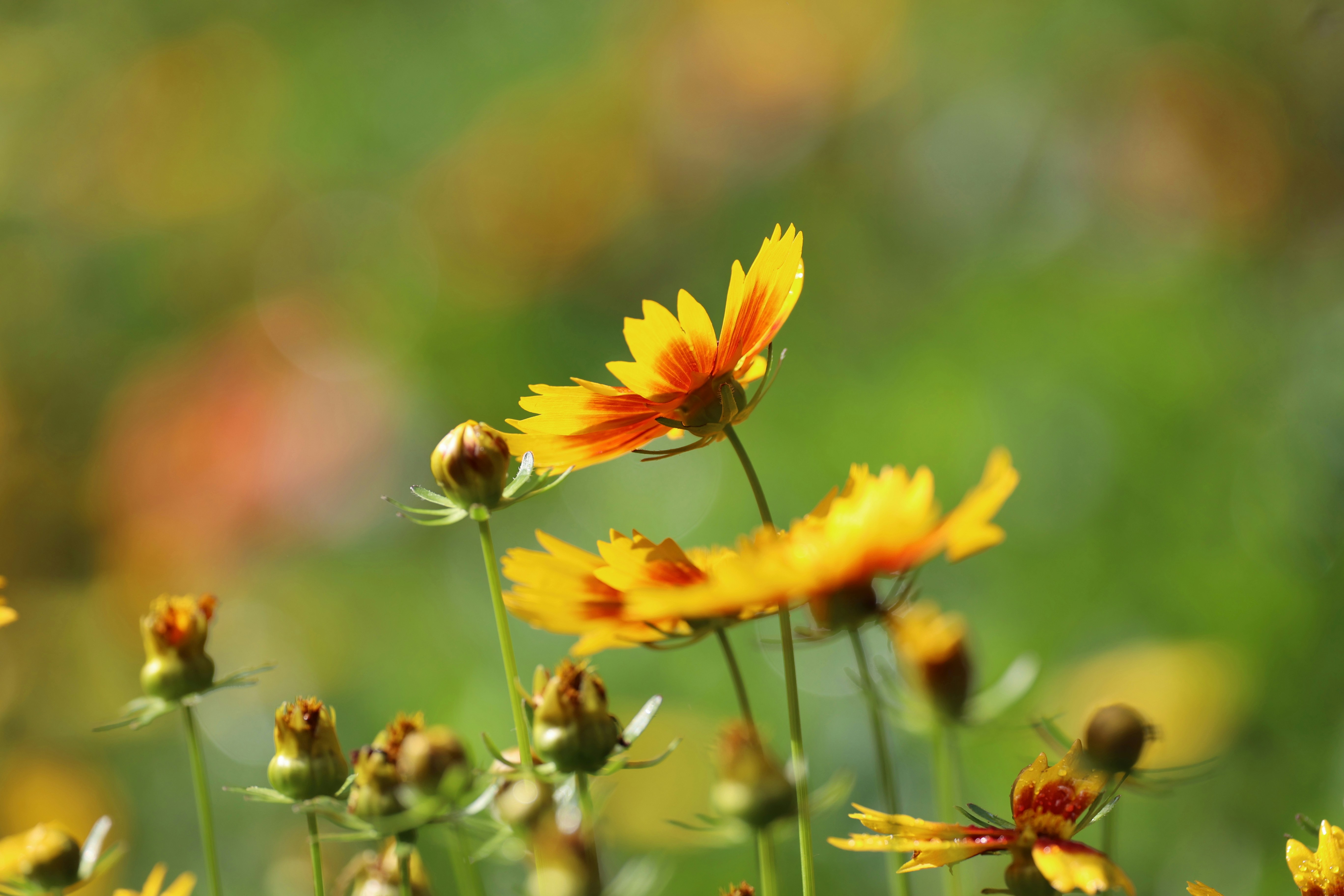 Photo by thephotochad