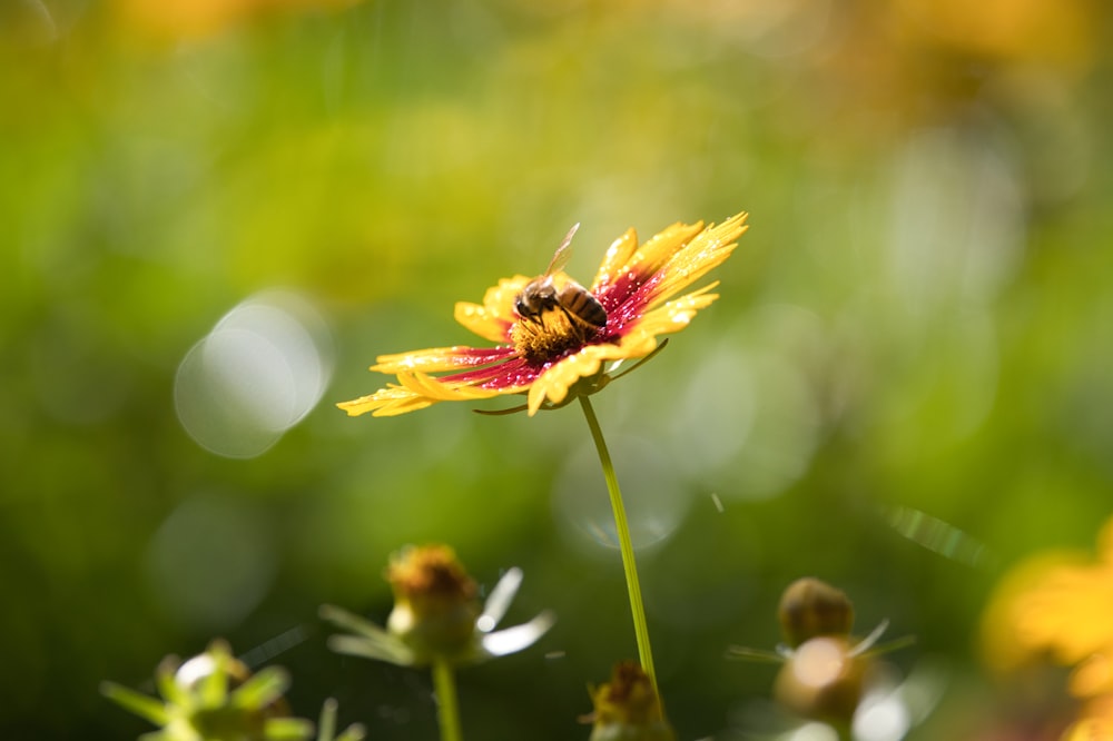 uma abelha está sentada em uma flor amarela