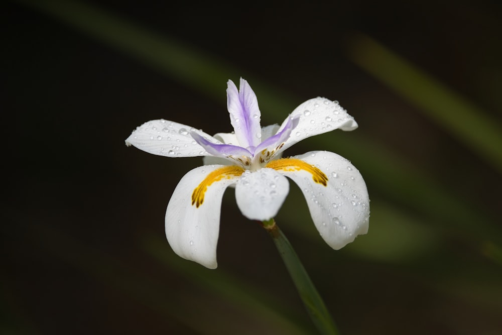 a white and yellow flower with water droplets on it