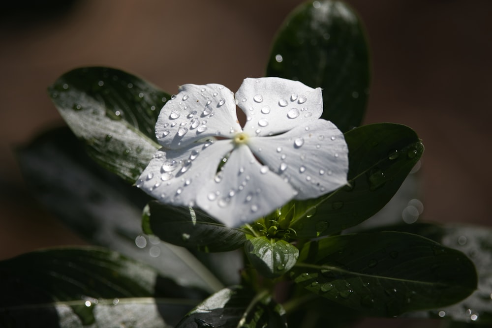 a white flower with water droplets on it