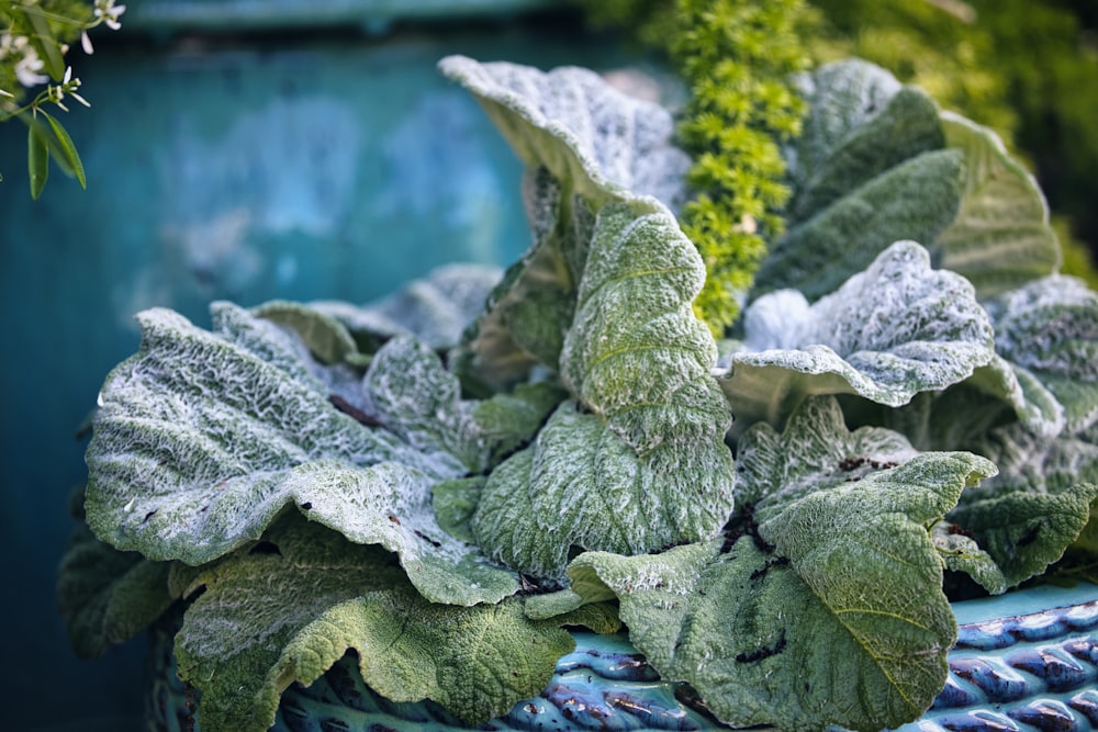 a close up of a potted plant with frost on it