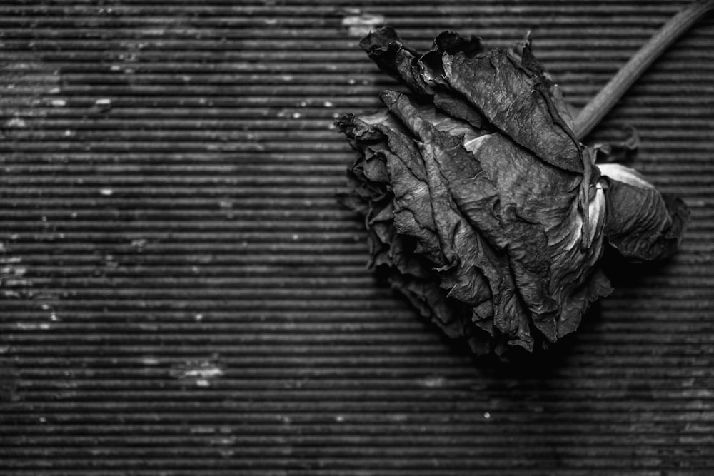 a black and white photo of a leaf on a wall