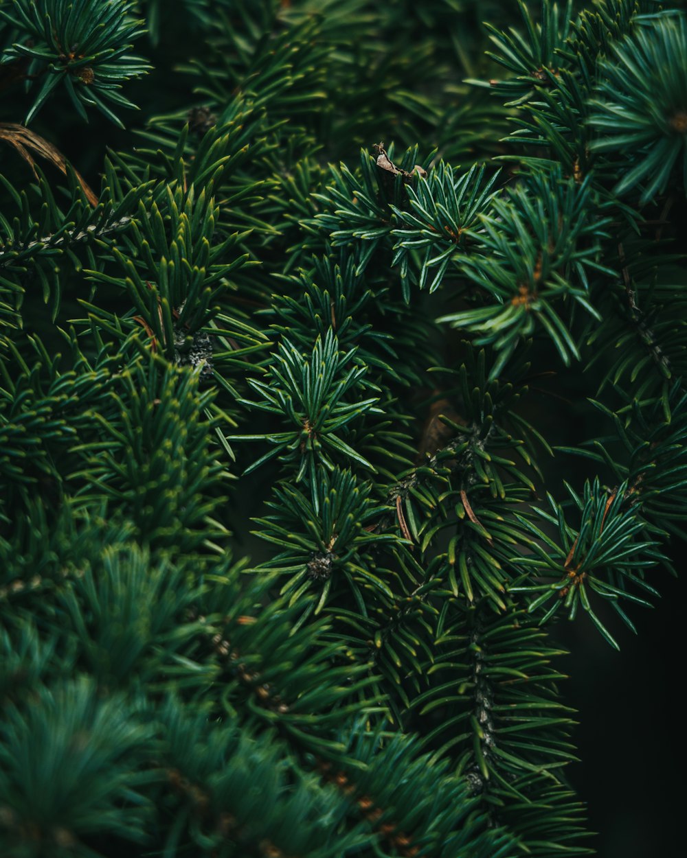 a close up of a pine tree branch