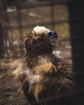 A large bird with dark brown feathers and a lighter-colored head is shown behind a wire fence. The bird has a prominent curved beak and its feathers are ruffled, especially around its neck and chest area. The background consists of a blurred view of the outdoors, with some greenery and indistinct objects visible.