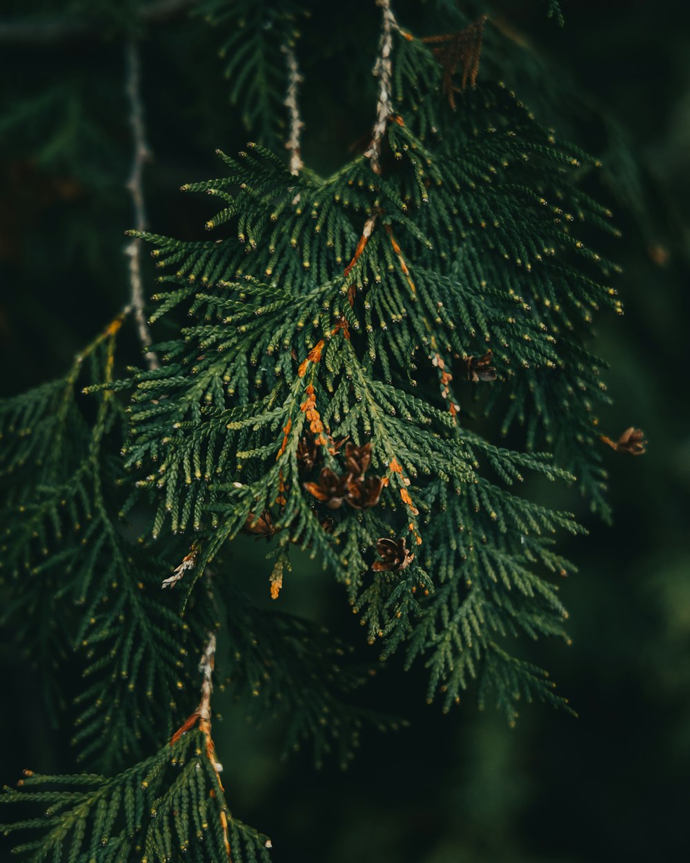 a close up of a pine tree branch