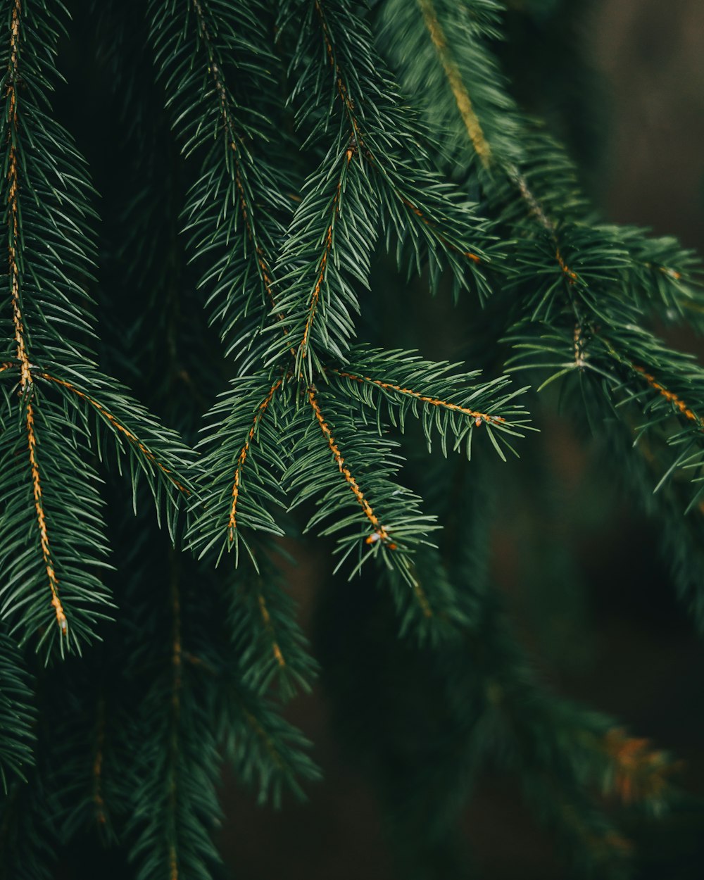 a close up of a pine tree branch