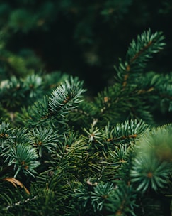 a close up of a pine tree branch