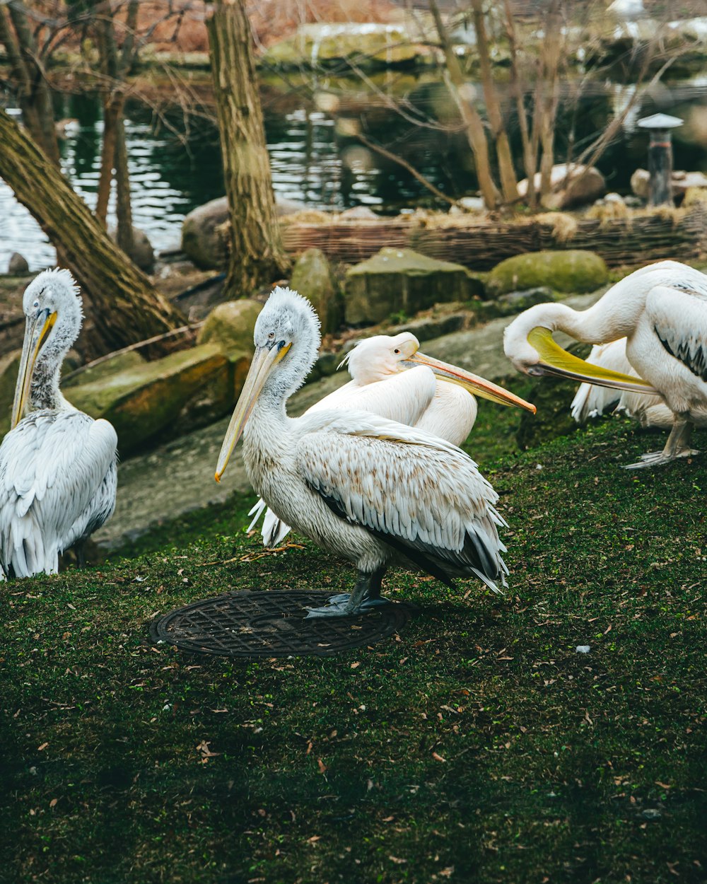 a group of pelicans sitting on the grass near a body of water