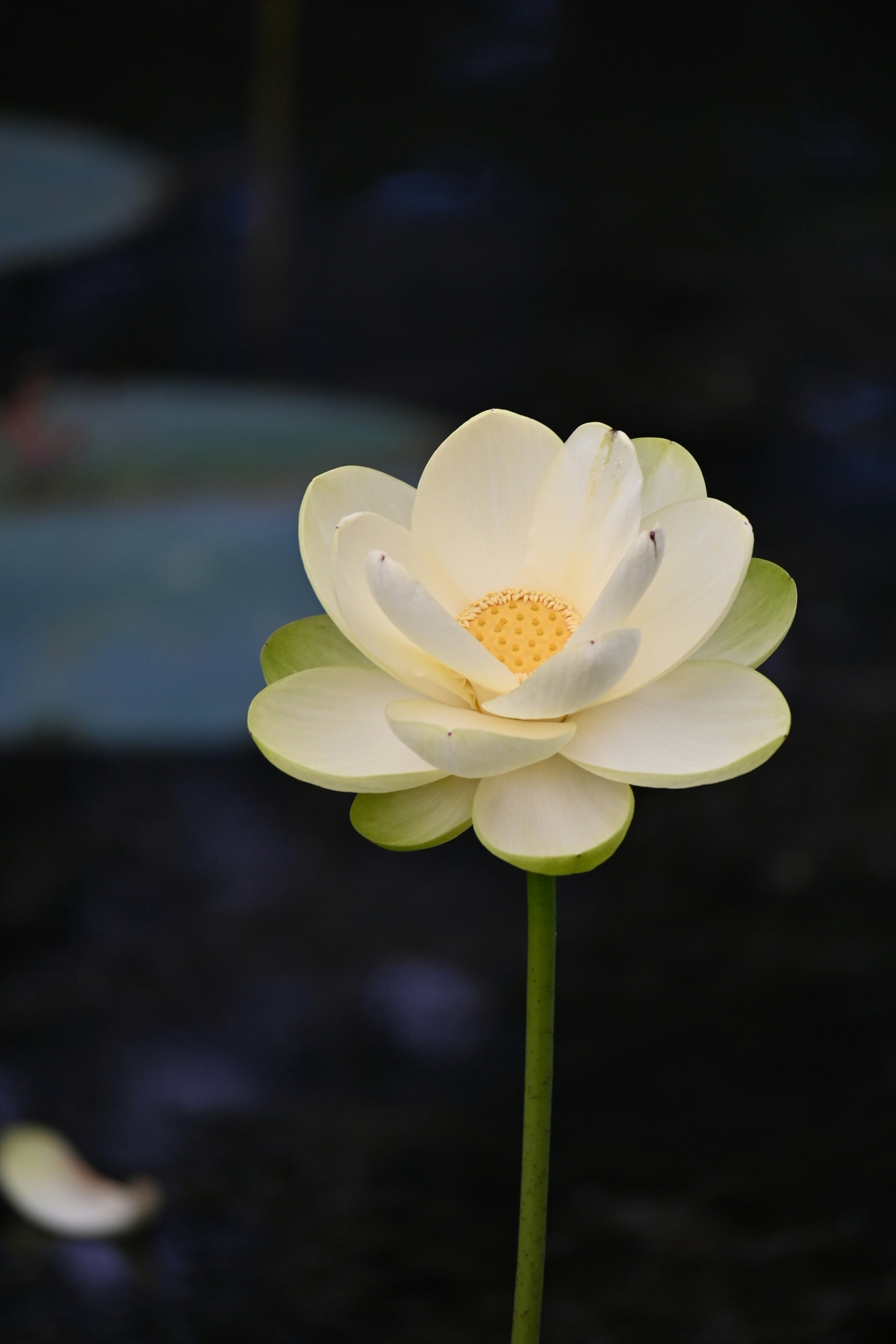 Lotus bouquet photo reference